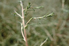 Petrosimonia triandra
