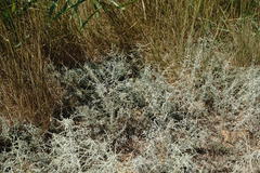Artemisia santonicum