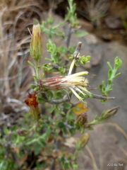 Pegolettia retrofracta