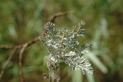 Artemisia santonicum