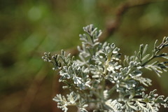 Artemisia santonicum