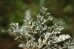 Artemisia santonicum