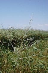 Artemisia santonicum