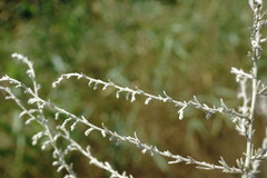 Artemisia santonicum