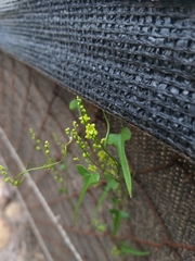 Dioscorea aristolochiifolia