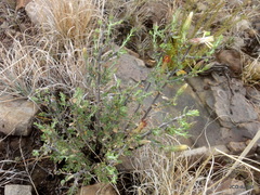 Pegolettia retrofracta