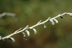 Artemisia santonicum