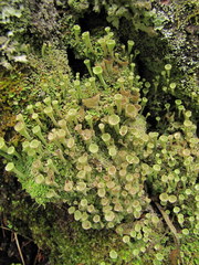 Cladonia sulphurina