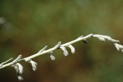 Artemisia santonicum