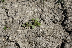 Oxybasis chenopodioides