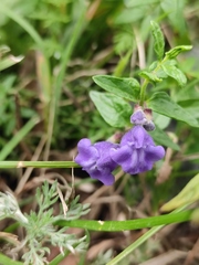 Scutellaria scordifolia