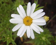 Osmitopsis osmitoides