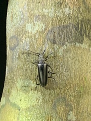 Nadezhdiella cantori