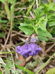 Scutellaria scordifolia