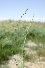 Polygonum patulum
