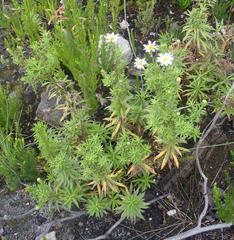 Osmitopsis osmitoides