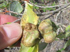 Pachypappa sacculi