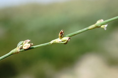 Polygonum patulum