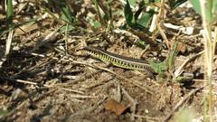 Gerrhosaurus flavigularis