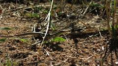 Gerrhosaurus flavigularis