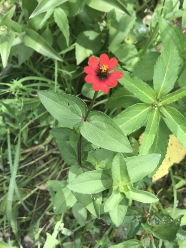 Peruvian zinnia