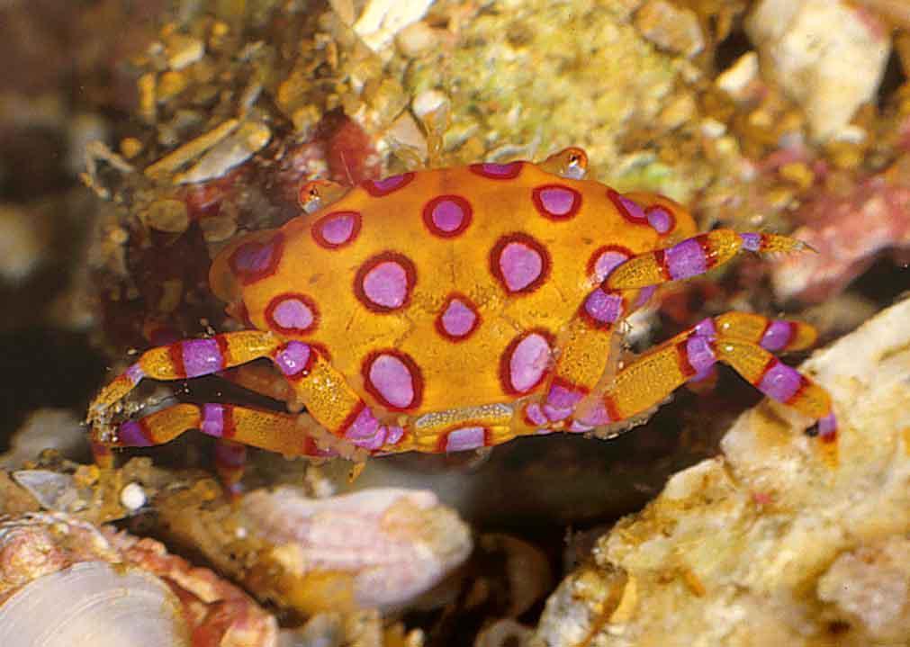 Xanthias claudiae
