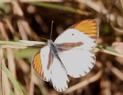 Colotis antevippe gavisa
