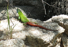Platysaurus intermedius intermedius