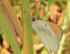 Colotis antevippe gavisa