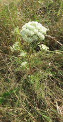 Seseli annuum