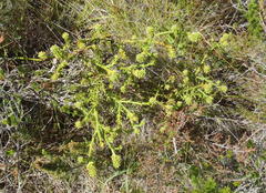Thesium flexuosum