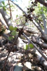 Crassula hemisphaerica