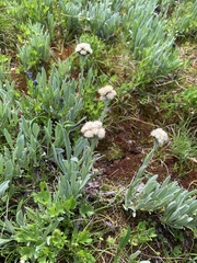 Antennaria lanata
