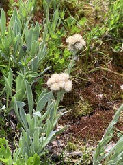 Antennaria lanata