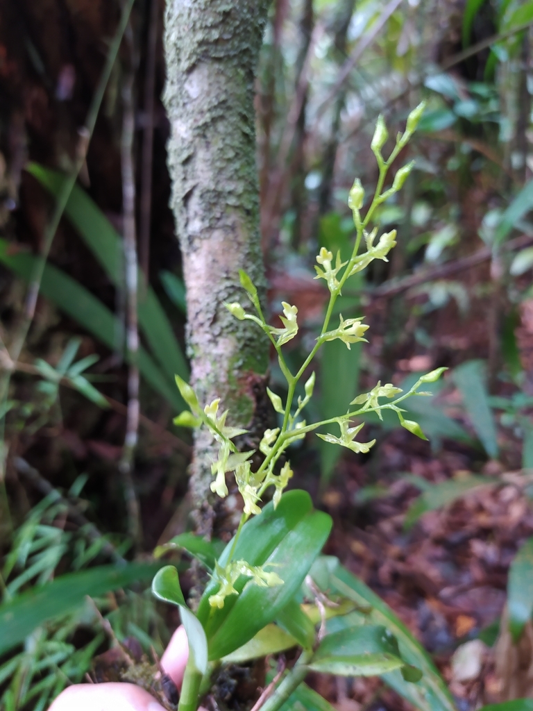 Epidendrum ciliipetalum (Garay) Hágsater & E.Santiago 2