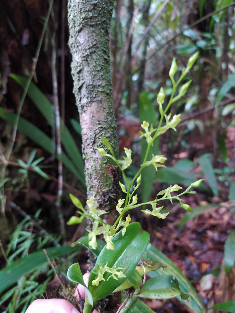 Epidendrum ciliipetalum (Garay) Hágsater & E.Santiago 3
