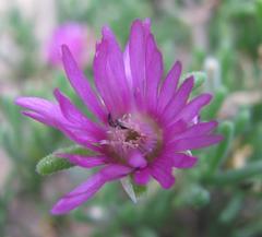 Delosperma pageanum