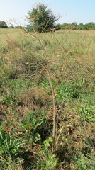 Heracleum sphondylium sibiricum