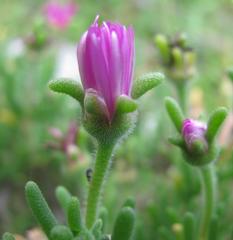 Delosperma pageanum