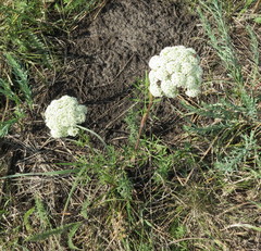 Seseli annuum