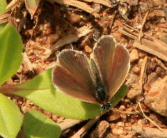 Eicochrysops hippocrates