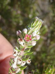 Phylica axillaris axillaris