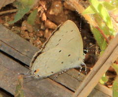 Eicochrysops hippocrates