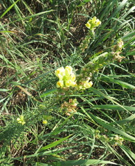 Linaria biebersteinii ruthenica