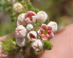 Phylica axillaris axillaris