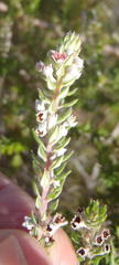 Phylica axillaris axillaris
