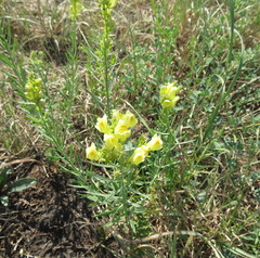 Linaria biebersteinii ruthenica