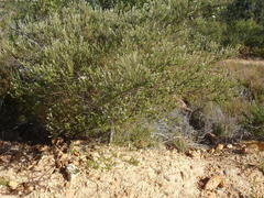 Phylica axillaris axillaris