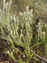 Phylica axillaris axillaris