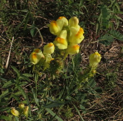 Linaria biebersteinii ruthenica